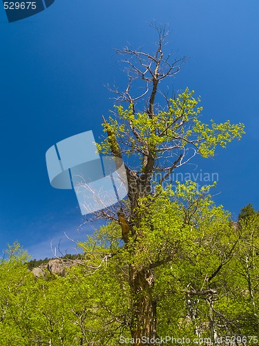 Image of Old Tree in Spring