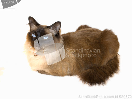 Image of Upset birman cat