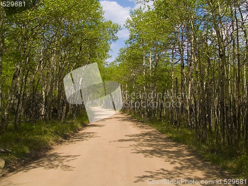 Image of Shadows on a Spring Road