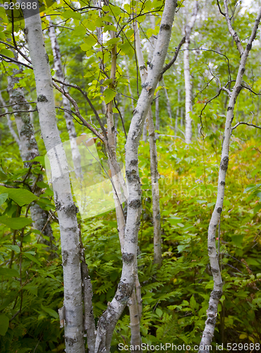 Image of Young Birch in September