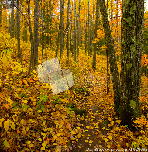 Image of Deep Golden North Woods