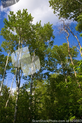 Image of Green Trees Rise into Cloudy Sky 