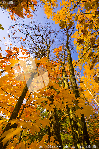 Image of October Gold Reaching to the Sky