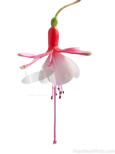 Image of beautiful flower on white background