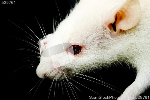 Image of White Rat