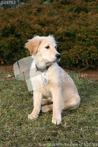 Image of Golden Retriever Puppy