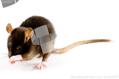 Image of Brown Rat