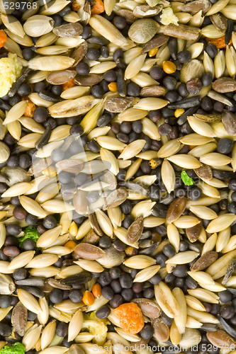 Image of Bird Food