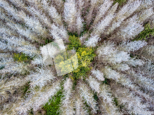 Image of Aerial view of beautiful forest in autumn