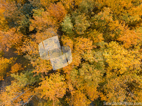 Image of Aerial view of beautiful forest in autumn