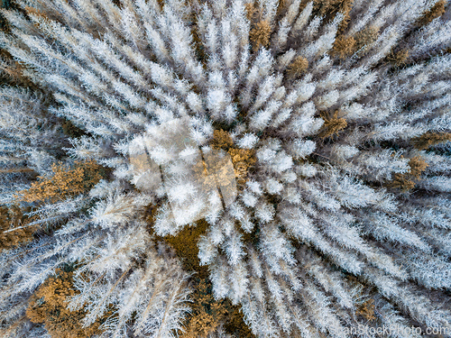 Image of Aerial view of beautiful forest in autumn