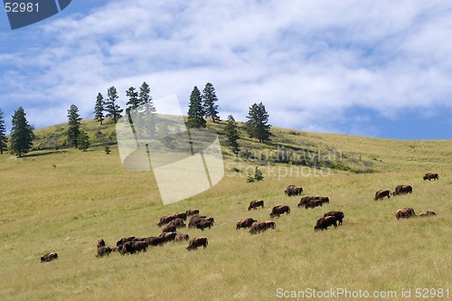 Image of Buffalo, National Bison Range
