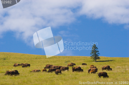 Image of Buffalo, National Bison Range