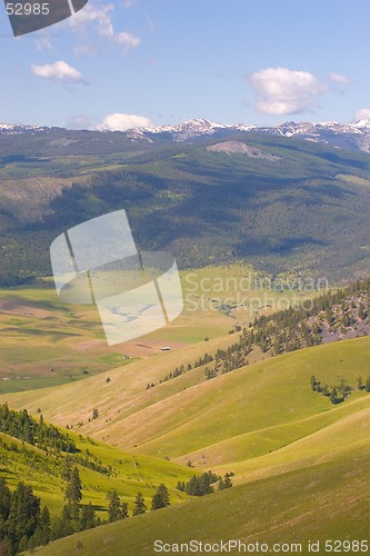 Image of Buffalo, National Bison Range