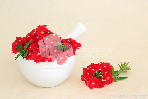 Image of Red Verbena Flowers used in Natural Herbal Medicine