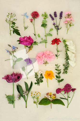 Image of Large Collection of English Summer Flowers Herbs and Wildflowers