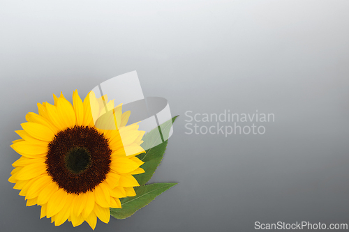 Image of Summer Sunflower Flower Healthy Seed food