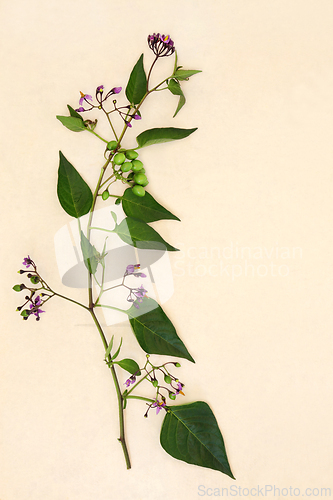 Image of Deadly Nightshade Belladonna Plant with Flowers and Berries