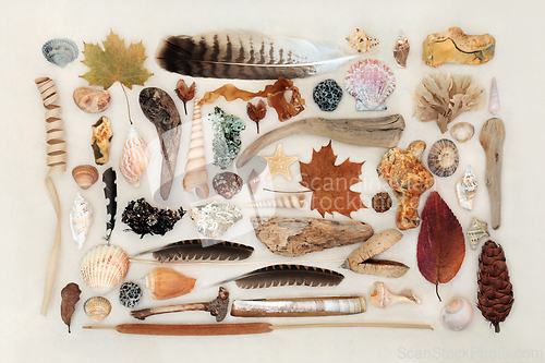 Image of Nature Study Composition of Natural Objects