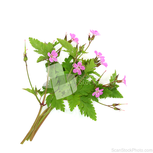 Image of Herb Robert Geranium Flower Plant