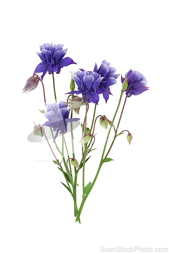 Image of Aquilegia Flower Natural Herbal Medicine