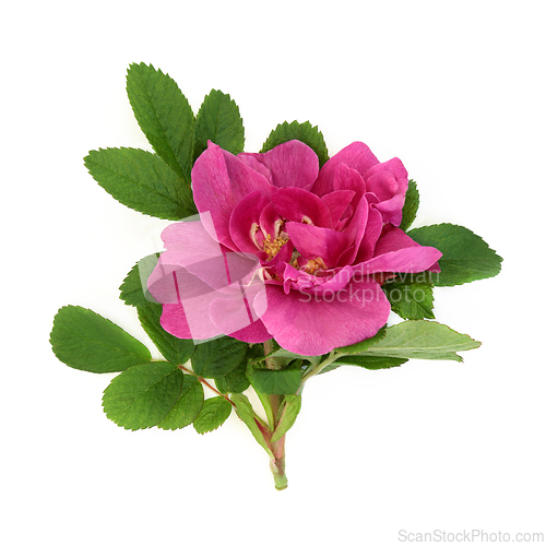 Image of Rosa Rugosa Red Rose Wild Flower