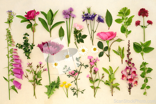 Image of Large Collection of Summer Flowers and Herbs