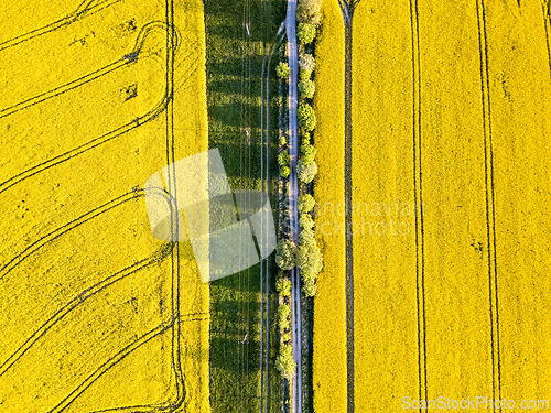 Image of Top bird eye view of country road and yellow rapeseed field. Aerial view landscape. Czech Republic