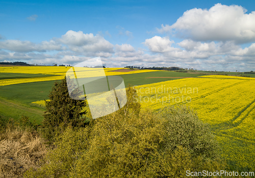 Image of Top bird eye view of country road and yellow rapeseed field. Aerial view landscape. Czech Republic