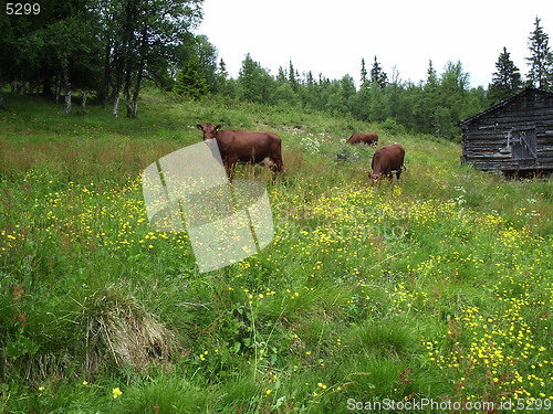 Image of Cows