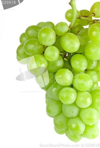 Image of green grapes closeup