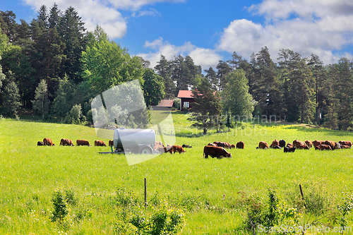 Image of Hereford Cattle Grazing in the Green Field