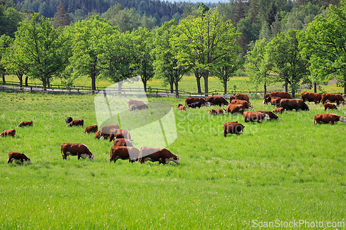 Image of Hereford Cattle Grazing in the Green Pasture