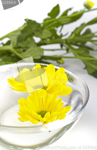 Image of yellow flowers