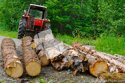 Image of Tractor rests beside timber trove