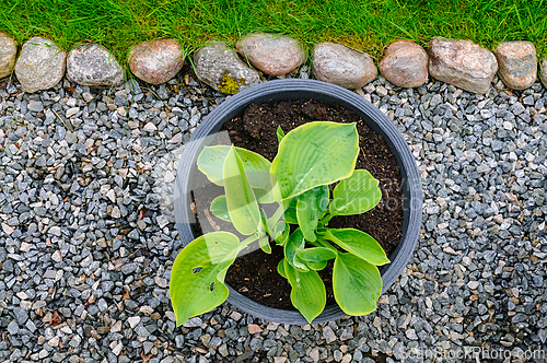 Image of A Lush Hosta Plant Thriving in a Gravel Garden Bed