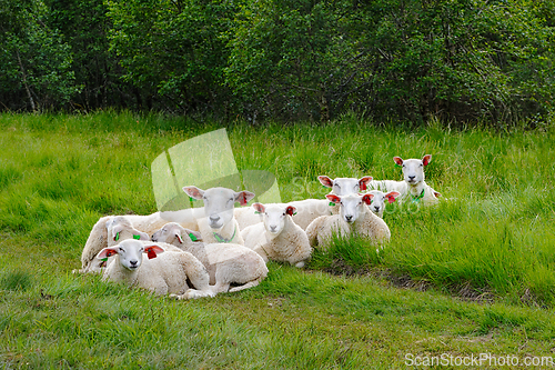 Image of A Flock of Sheep Resting in a Lush Meadow