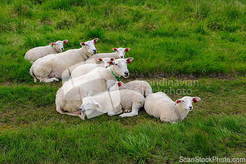 Image of A Sheeps Daydream in the Grassy Meadows