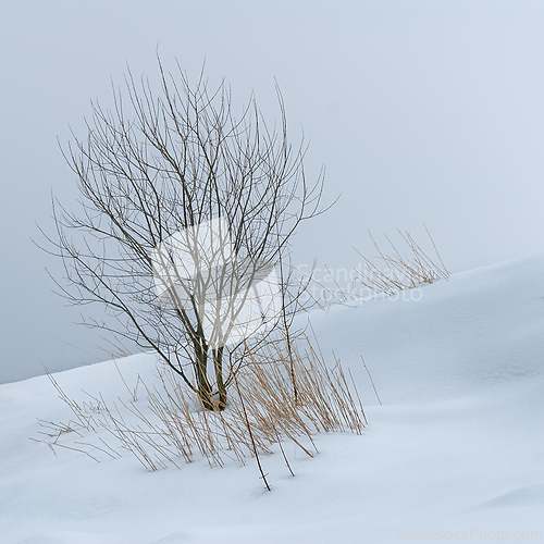 Image of Winters embrace on a solitary tree