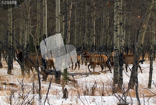 Image of Wapiti Woods