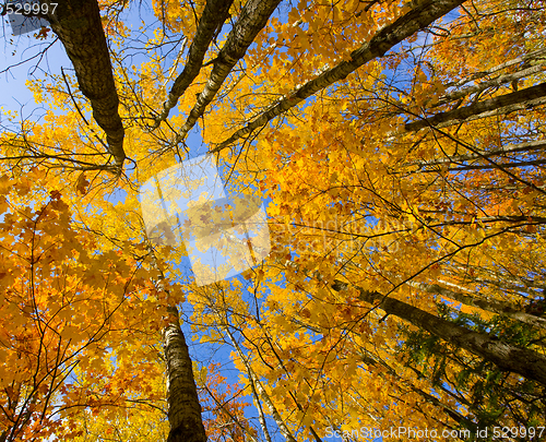 Image of October Canopy