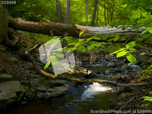 Image of Leaves, Sunlight, and Stream