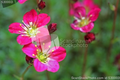 Image of Red Mossy Saxifrage (Saxifraga arendsii)