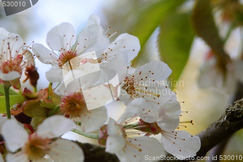 Image of apple blossom