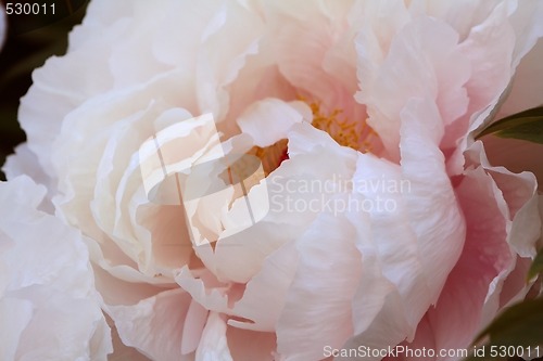 Image of Paeony (Paeonia officinalis)