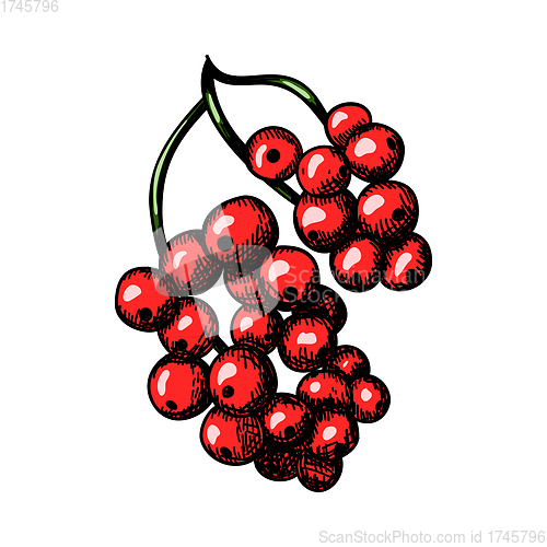 Image of Icon Of Black Currant