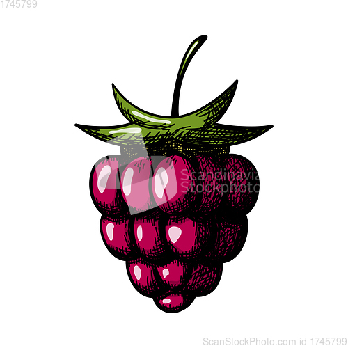 Image of Icon Of Raspberry