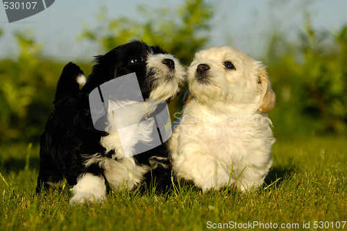 Image of Black and white puppy dogs