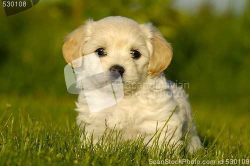 Image of Bichon Havanais puppy dog