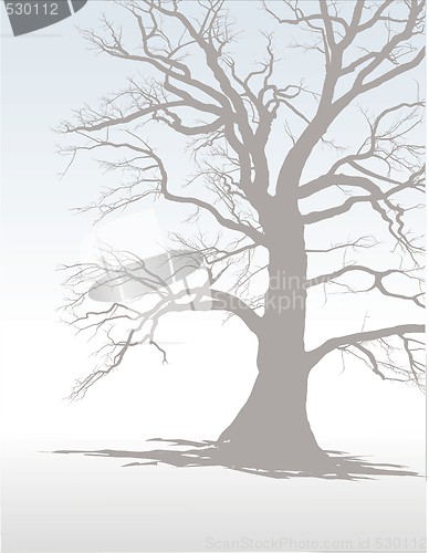 Image of Tree In Winter Fog 1